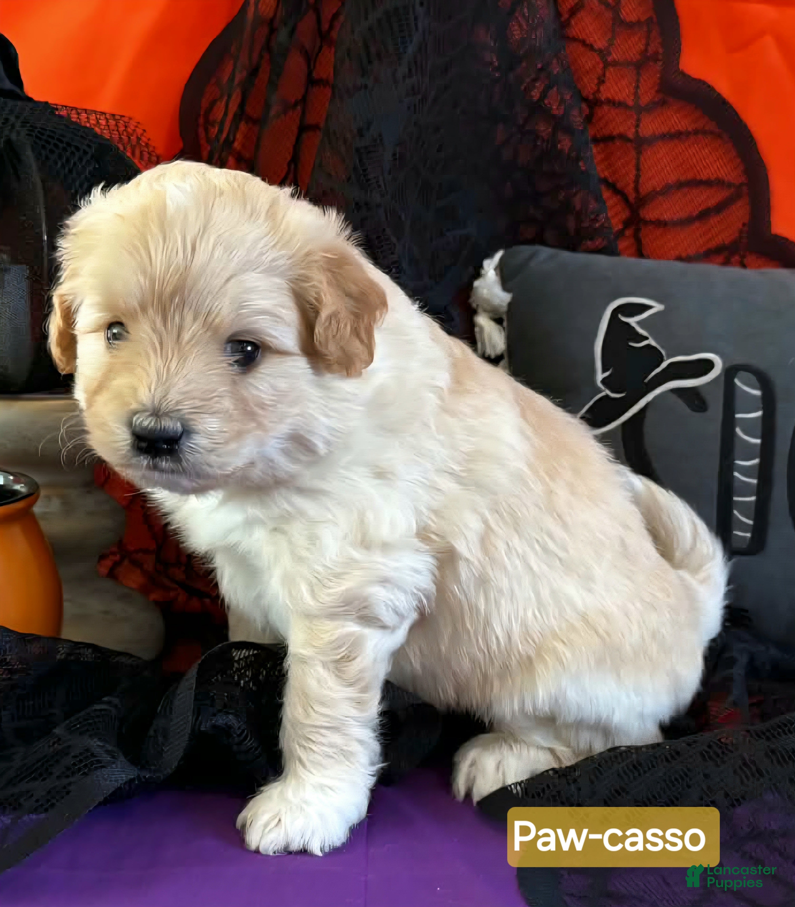 Mixed Breed dogs for sale: Samoyed - Poodle Doodle Sammypoo 3 - Ad 2