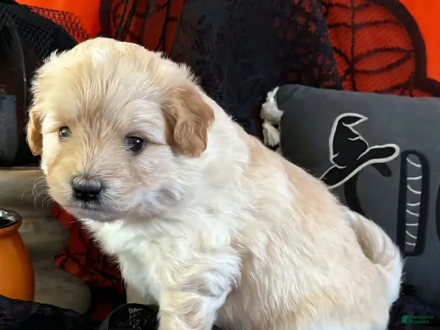 Mixed Breed dogs for sale: Samoyed - Poodle Doodle Sammypoo 3 - Ad 2