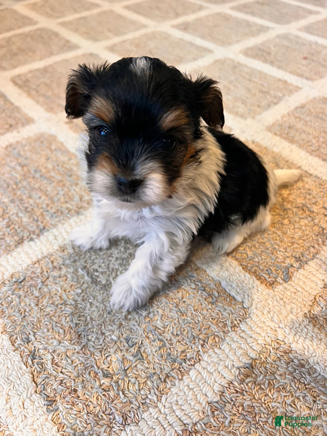 Morkie dogs for sale: Isla - Ad 3