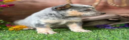 Australian Cattle Dog dogs for sale: Johnny - Ad 2