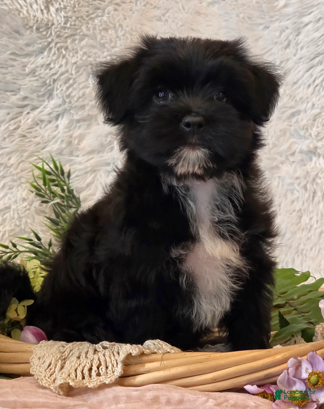 Morkie dogs for sale: Poppy - Ad 1
