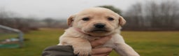 Labrador Retriever dogs for sale: Maggie - Ad 1