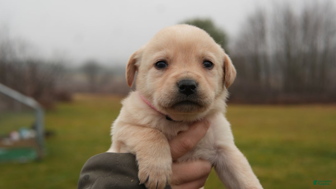 Labrador Retriever dogs for sale: Maggie - Ad 1