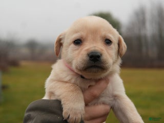 Labrador Retriever dogs Maggie - Ad 4