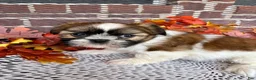 Shih Tzu dogs for sale: Shih Tzu 5 - Ad 6