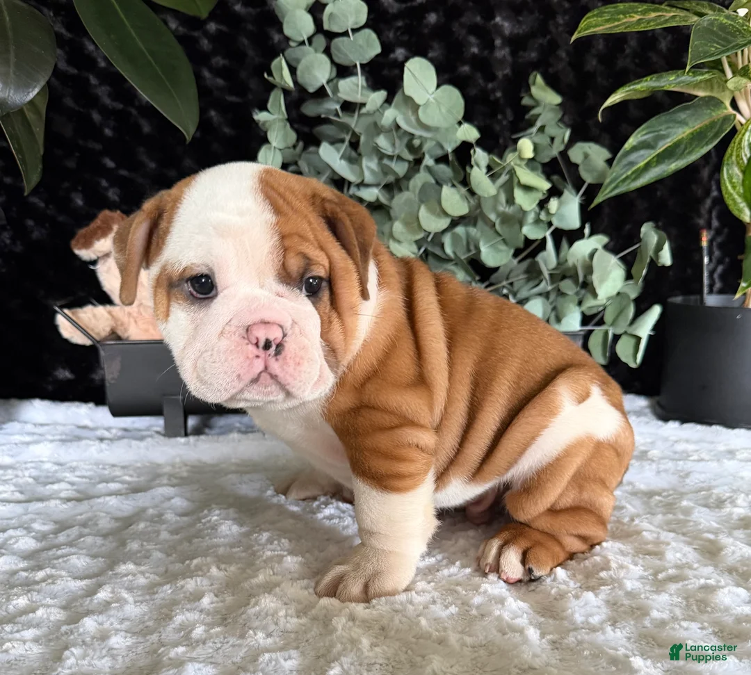 English Bulldog dogs for sale: Jake - Ad 5