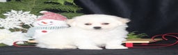 Bichon Frise dogs for sale: Lady - Ad 1