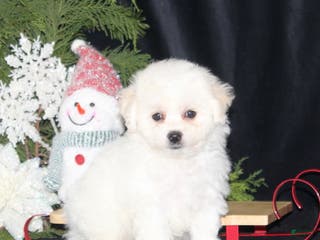 Bichon Frise dogs Lady - Ad 28