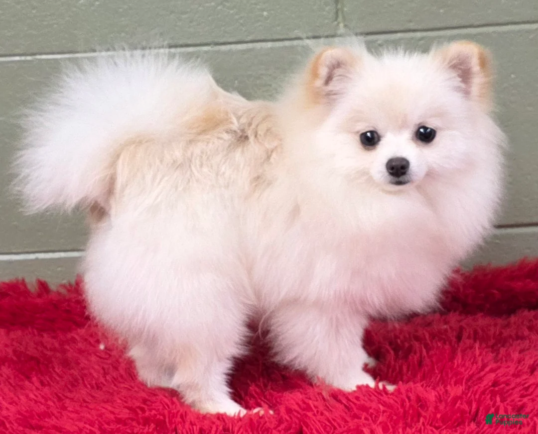 Pomeranian dogs for sale: Pomeranian Puppy 1 - Ad 1