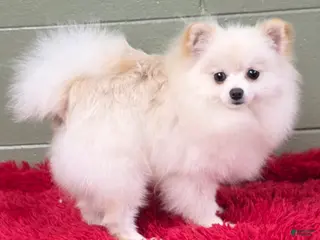 Pomeranian dogs Pomeranian Puppy 1 - Ad 3