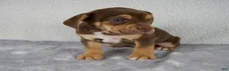 Beabull dogs for sale: Rocky - Ad 6