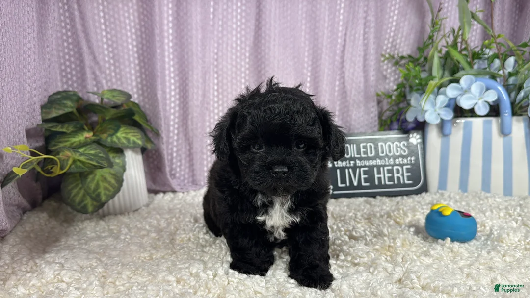 Shihpoo dogs for sale: Shihpoo 1 - Ad 2