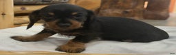 Miniature Dachshund dogs for sale: Poppy - Ad 5