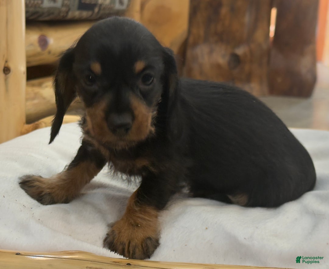 Miniature Dachshund dogs for sale: Poppy - Ad 5
