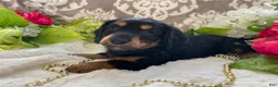 Miniature Dachshund dogs for sale: Kenzi - Ad 13