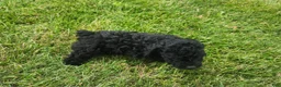 Mini Goldendoodle dogs for sale: Karoline - Ad 7