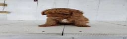 Toy Poodle dogs for sale: Lucky - Ad 6