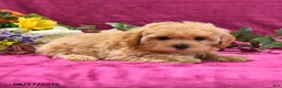 Maltipoo dogs for sale: Nessa - Ad 3