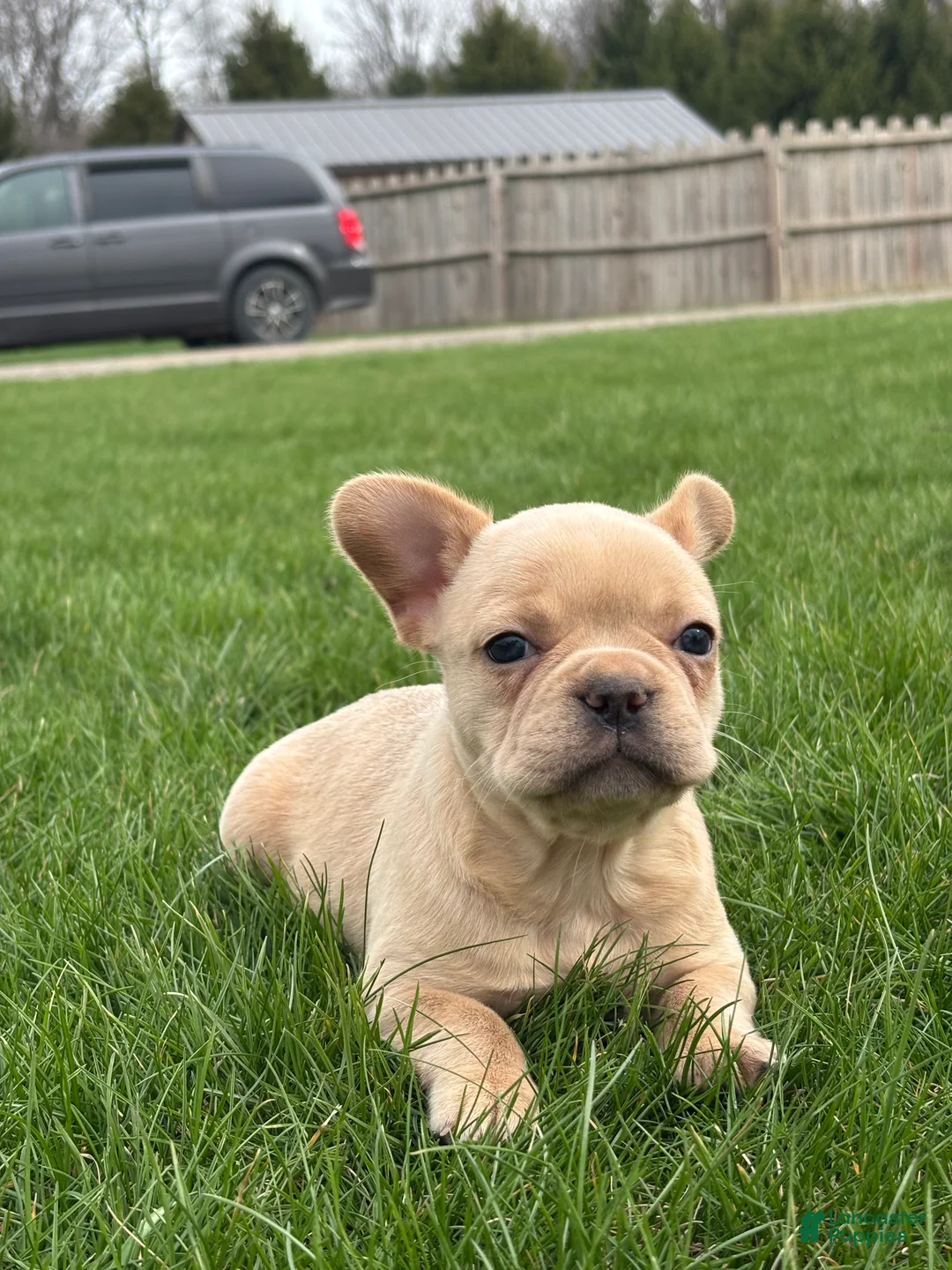 French Bulldog dogs for sale: Heidi - Ad 2