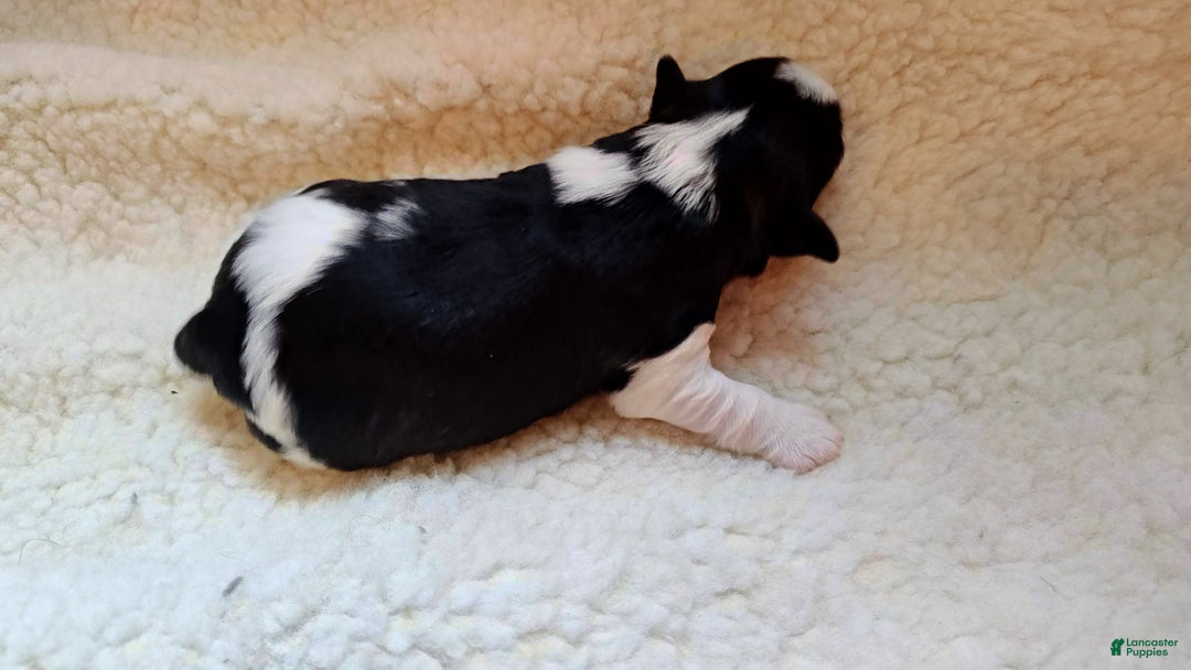 Miniature Schnauzer dogs for sale: Miniature Schnauzer Girl 1 - Ad 1