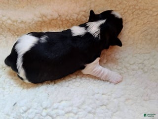 Miniature Schnauzer dogs Miniature Schnauzer Girl 1 - Ad 36