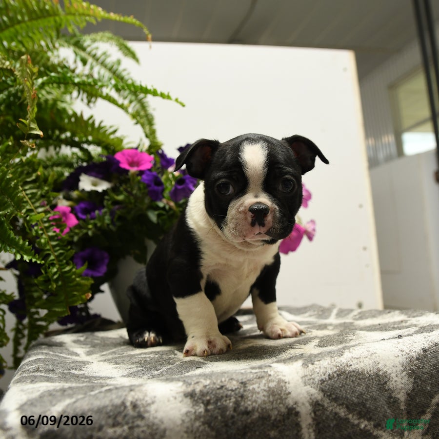 Boston Terrier dogs Gus - Ad 2