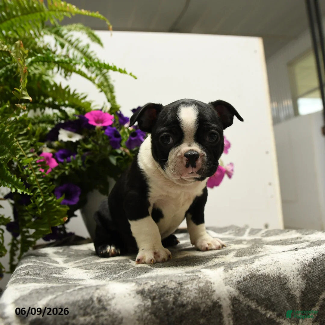 Boston Terrier dogs for sale: Gus - Ad 2