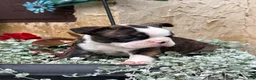 Boston Terrier dogs for sale: Kathi - Ad 14