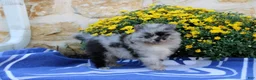 Pomeranian dogs for sale: Goerge - Ad 3