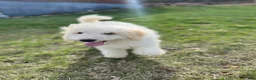 Mixed Breed dogs for sale: Mixed Breed Puppy 1 - Ad 1