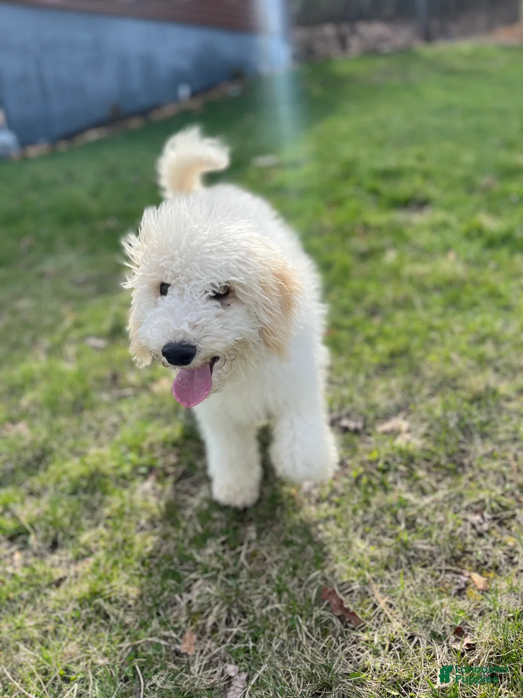 Mixed Breed dogs for sale: Mixed Breed Puppy 1 - Ad 1