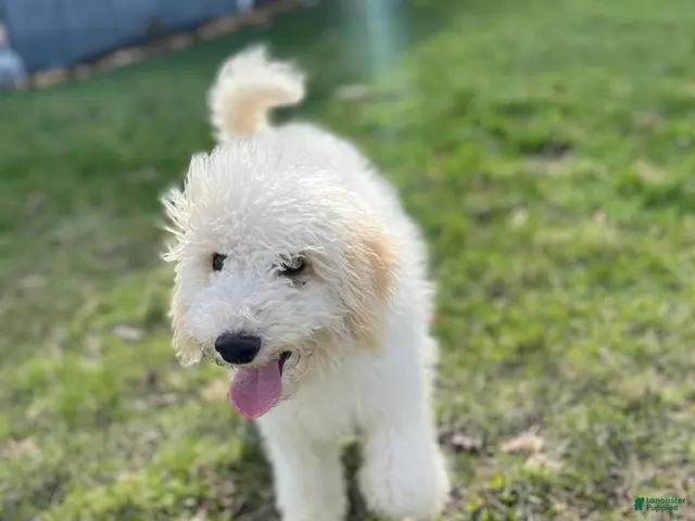 Mixed Breed dogs for sale: Mixed Breed Puppy 1 - Ad 1