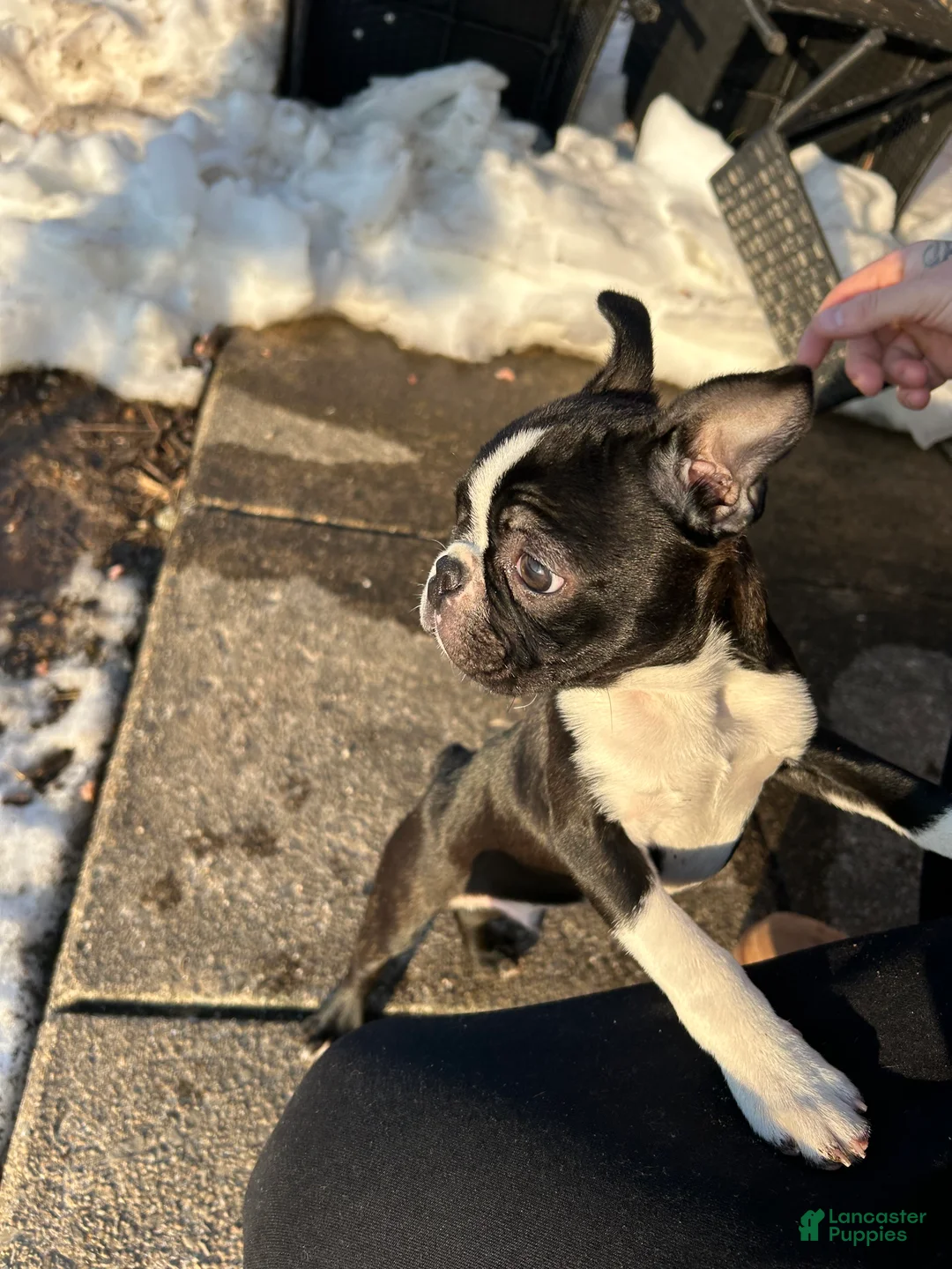 Boston Terrier dogs for sale: Boston Terrier Puppy 1 - Ad 5