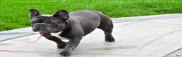 French Bulldog dogs for sale: Echo - Ad 10