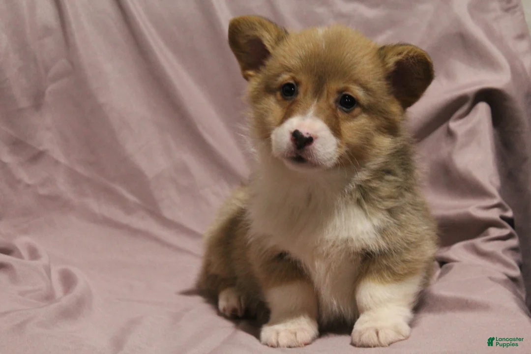 Welsh Corgi Pembroke dogs for sale: Monty - Ad 2