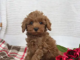 Cockapoo dogs Johnny - Ad 28