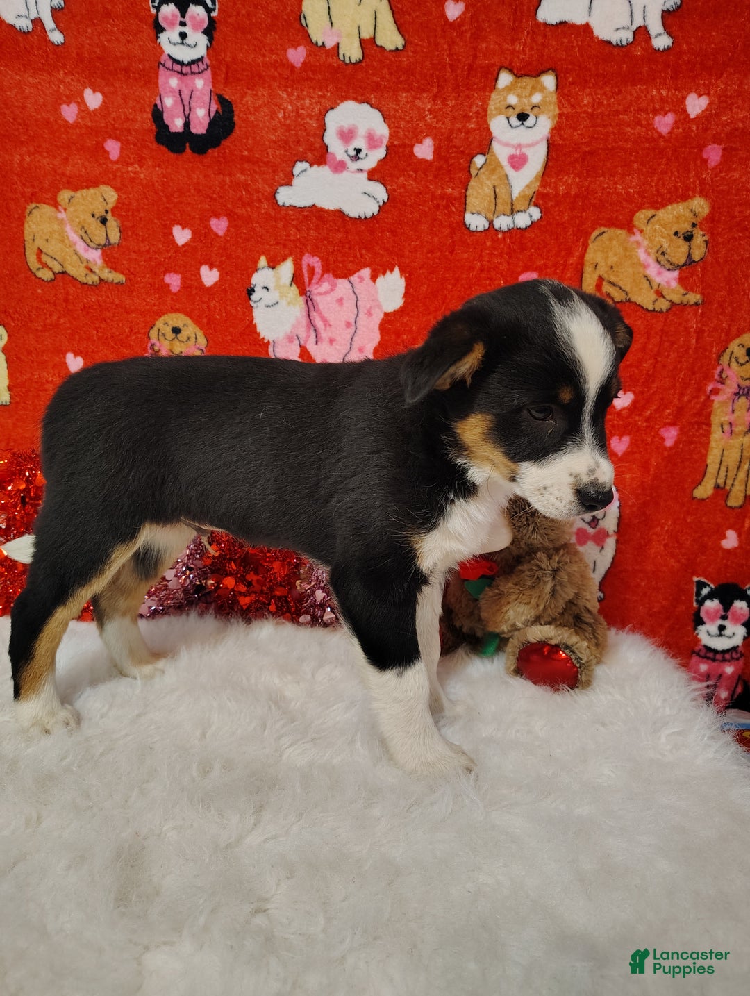 Mixed Breed dogs for sale: Colt - Ad 6