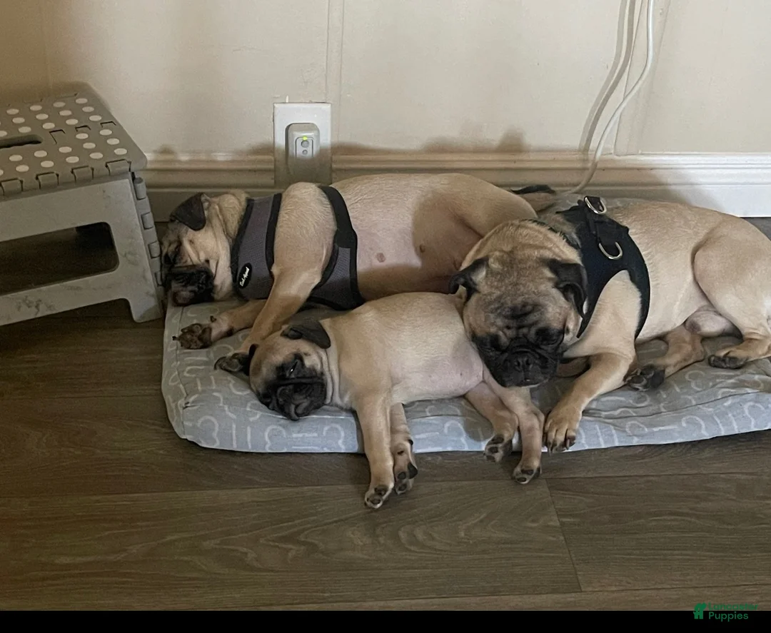 Pug dogs for sale: Pug 3 - Ad 2