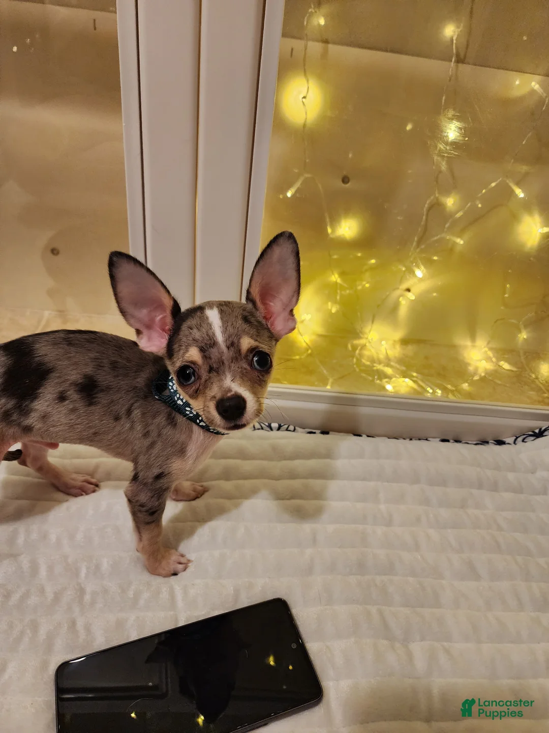 Chihuahua dogs for sale: Toy bentley - Ad 8