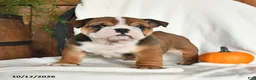 English Bulldog dogs for sale: Clea - Ad 5