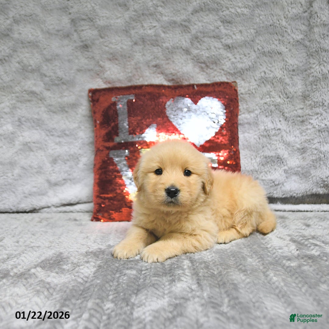 Golden Retriever dogs for sale: Lenny - Ad 2