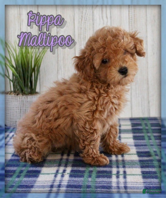 Maltipoo dogs Pippa - Ad 1