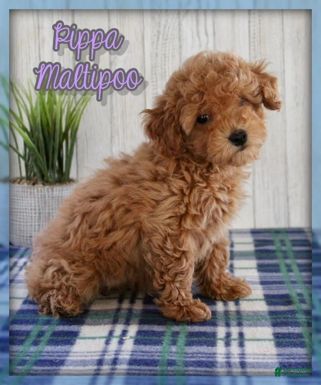 Maltipoo dogs for sale: Pippa - Ad 1