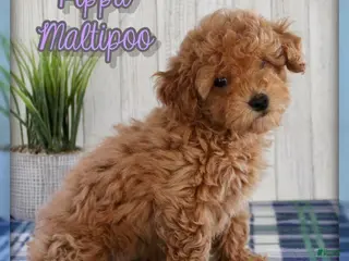 Maltipoo dogs for sale: Pippa - Ad 3