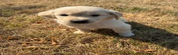 Goldador dogs for sale: Goldador 2 - Ad 1