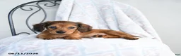 Miniature Dachshund dogs for sale: Zara - Ad 3