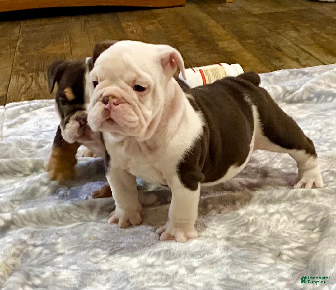English Bulldog dogs for sale: Willow  - Ad 9