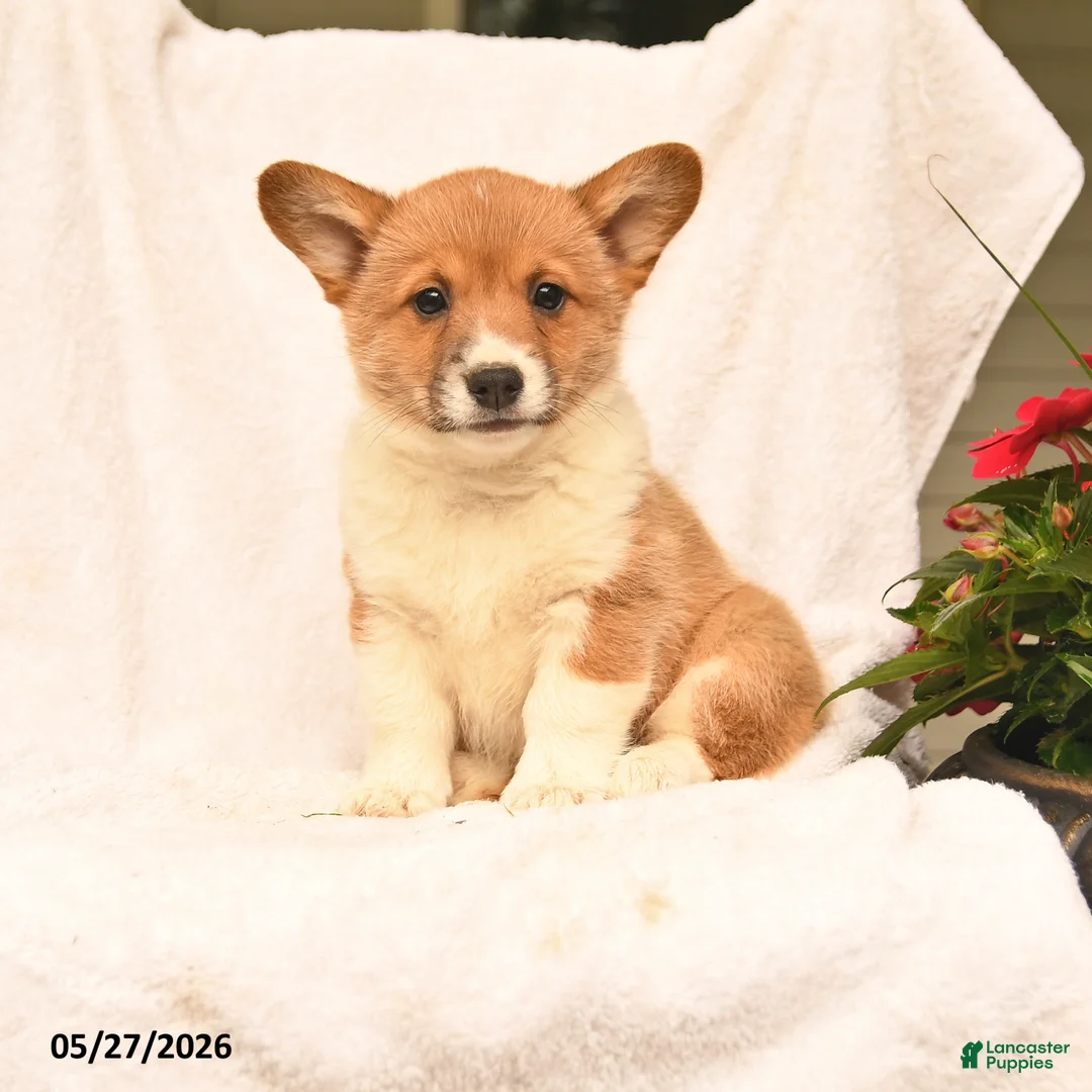Welsh Corgi Pembroke dogs for sale: Robin - Ad 1