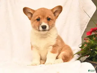 Welsh Corgi Pembroke dogs for sale: Robin - Ad 1