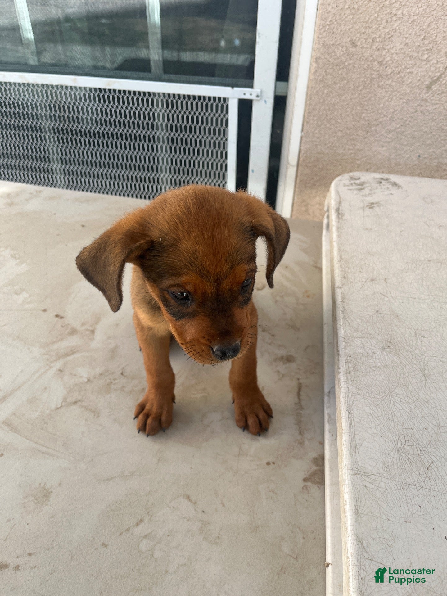 Mixed Breed dogs Mixed Breed 7 - Ad 41